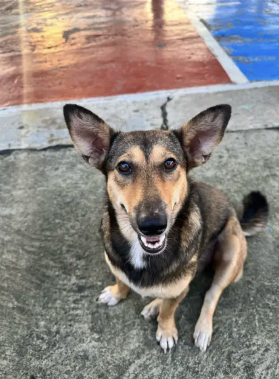 Luna the dog
