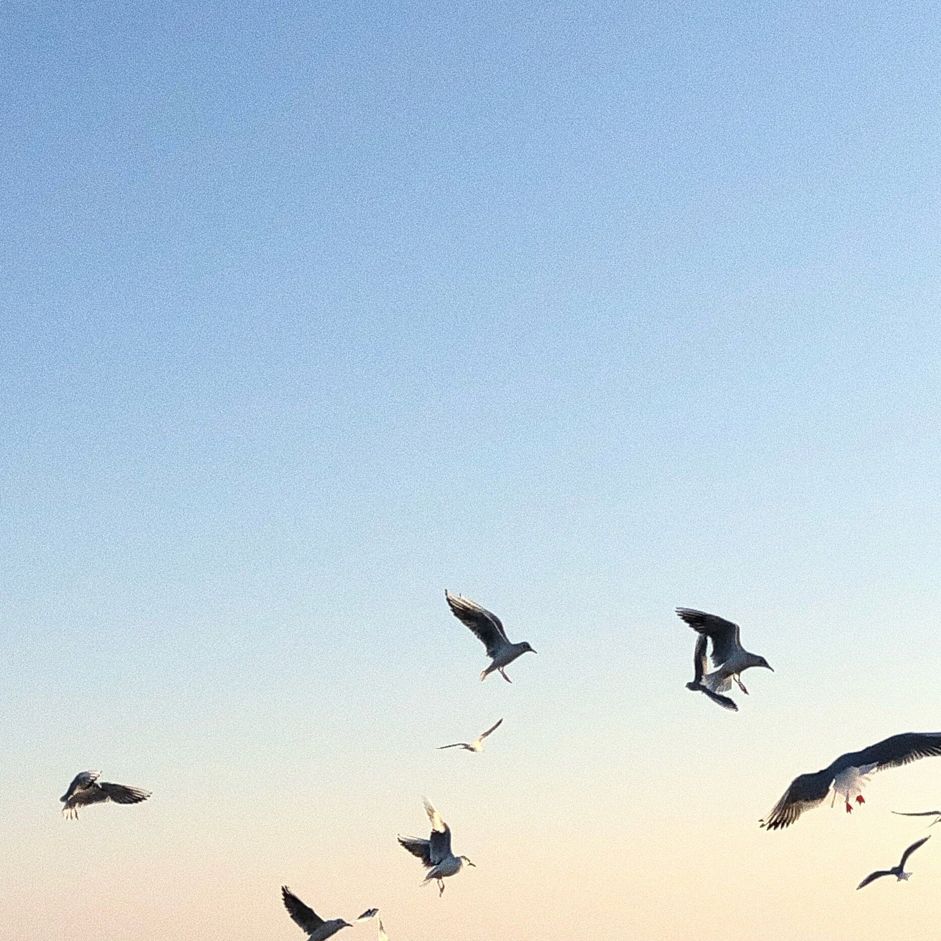 Birds flying across a pale sky