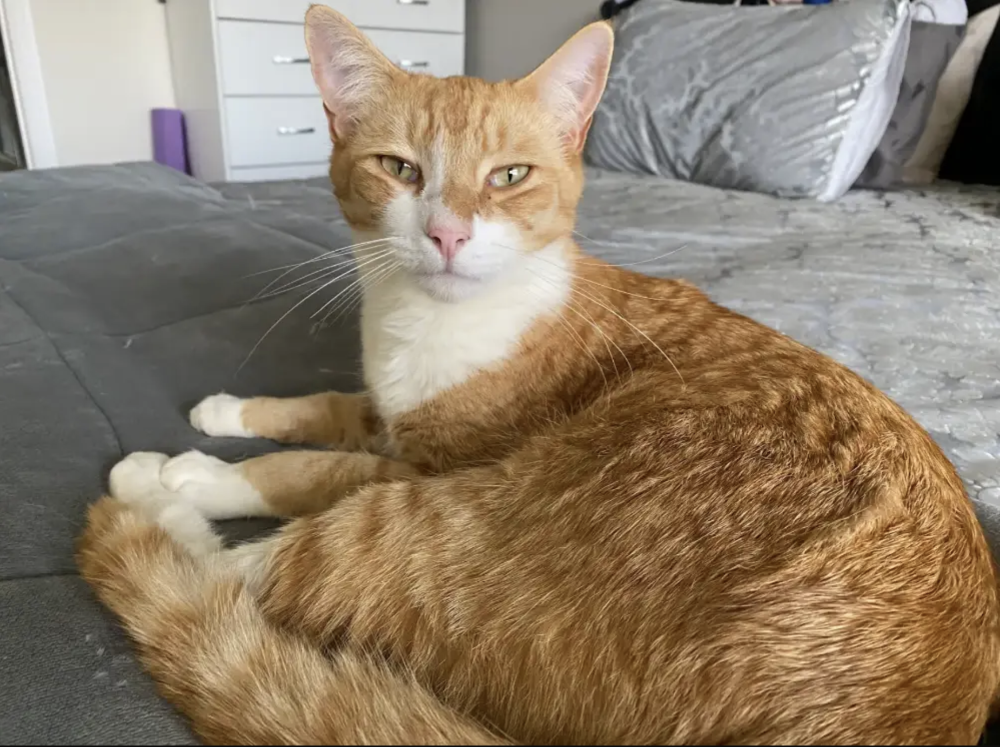 Emma cat