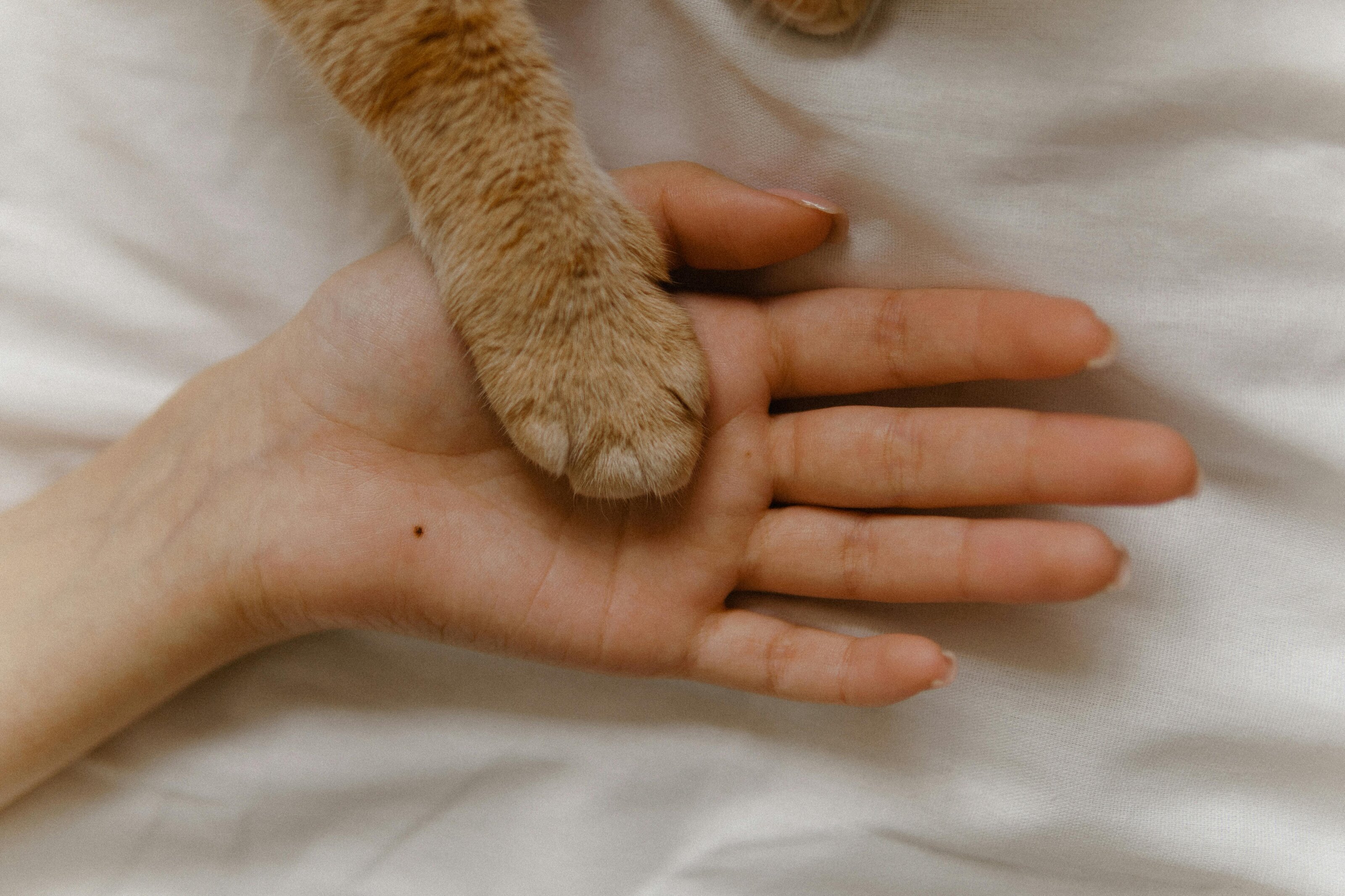 A paw resting in a human hand