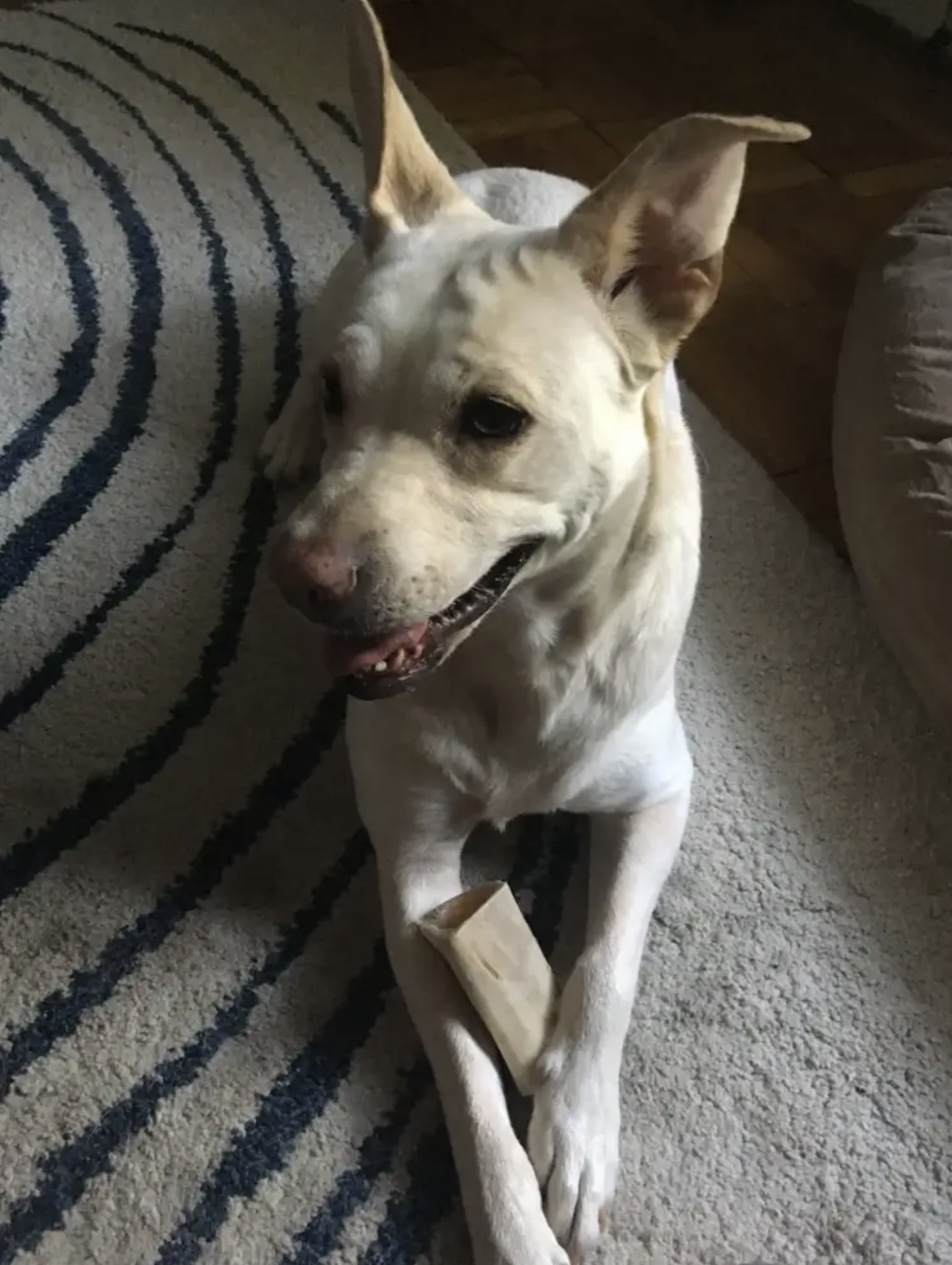 Ruby Rose the dog