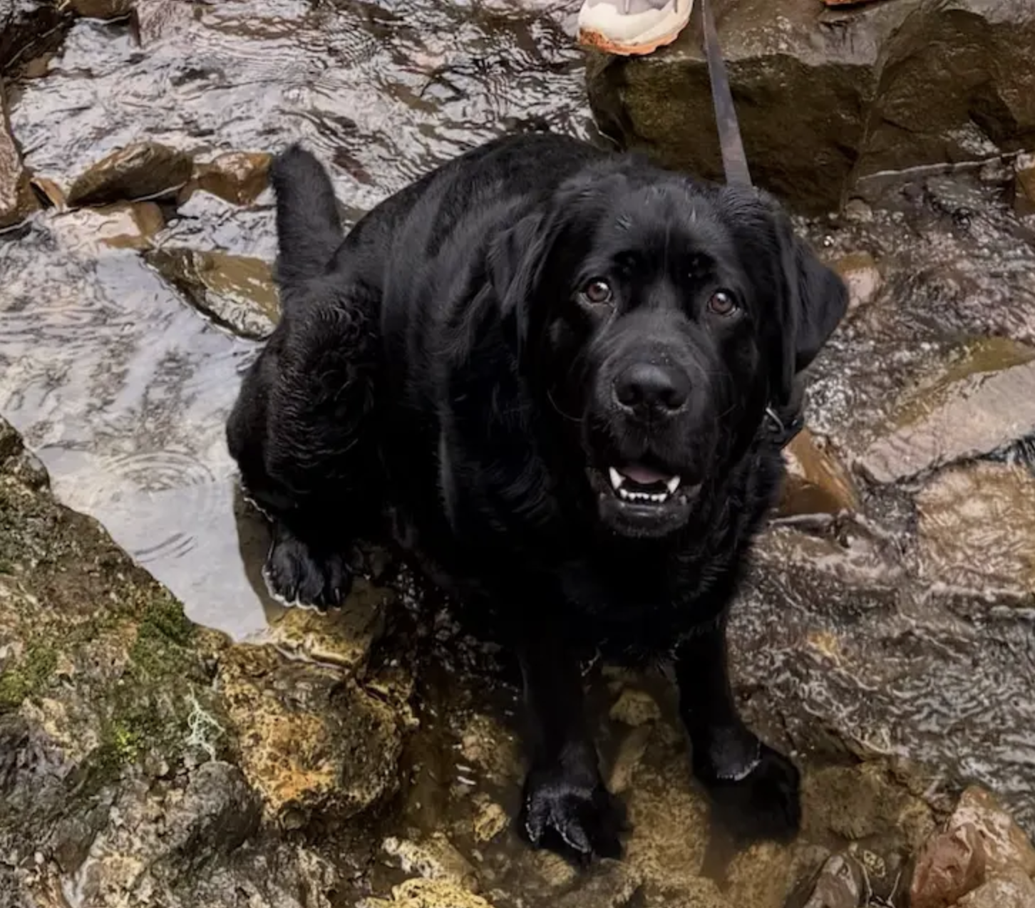 Rip the dog