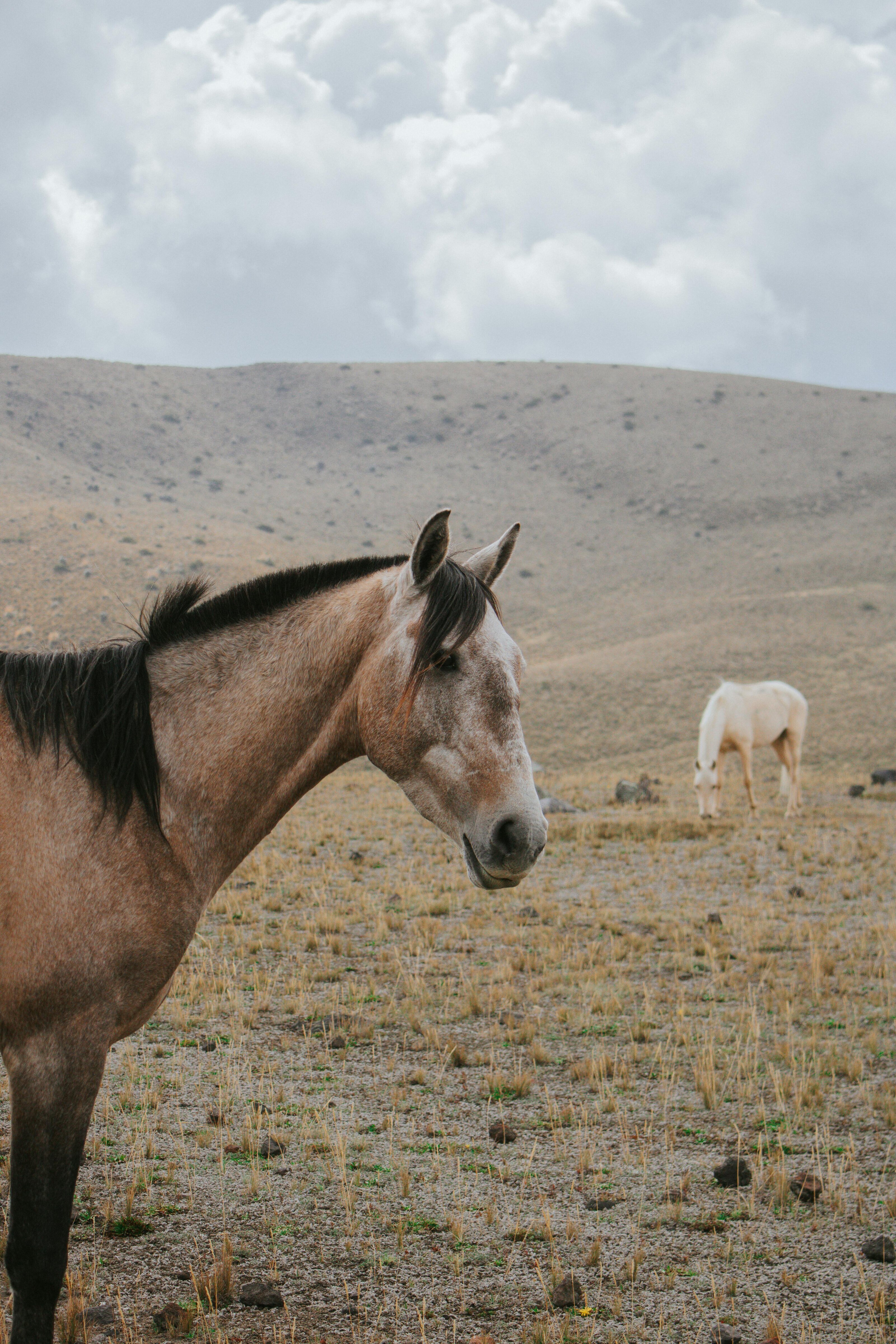 Horse grazing in a field