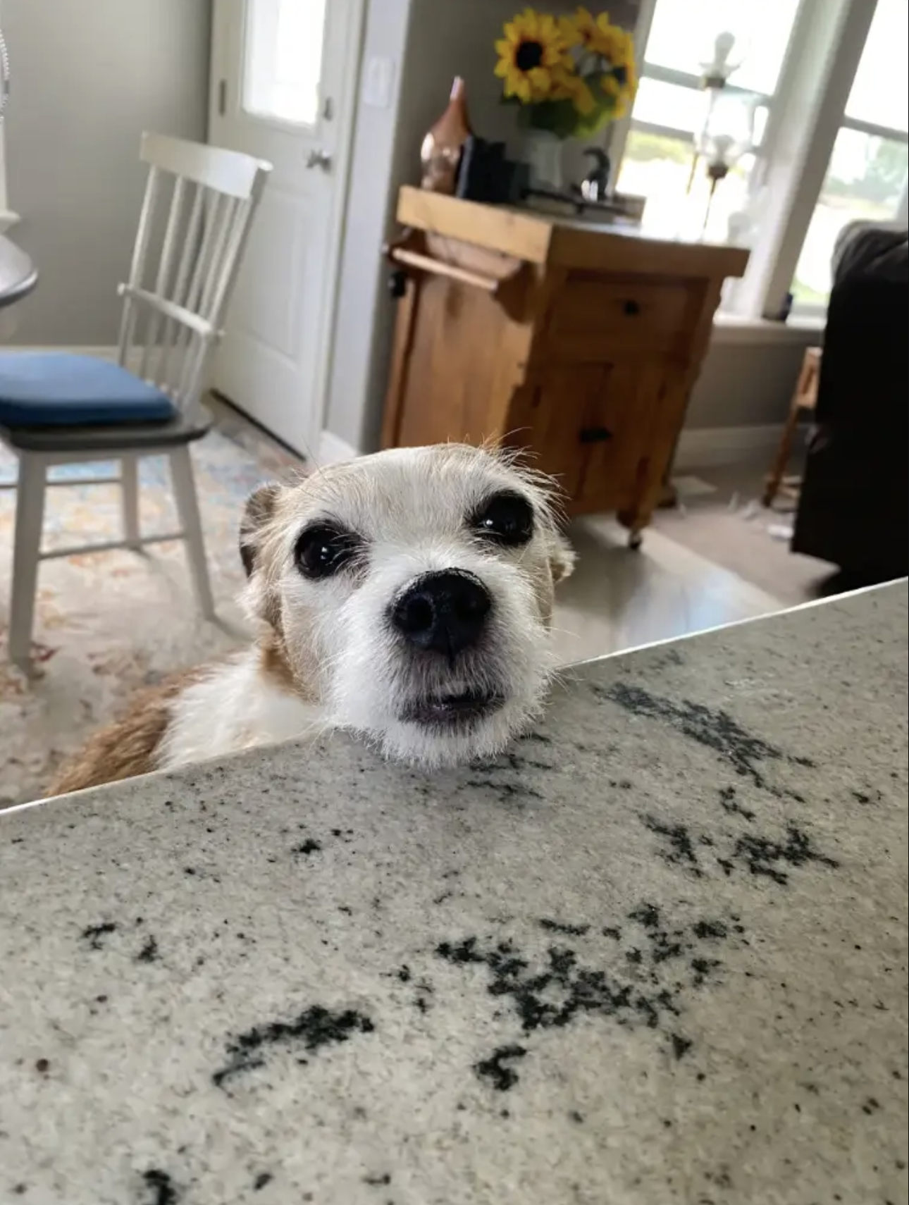 Lily the dog
