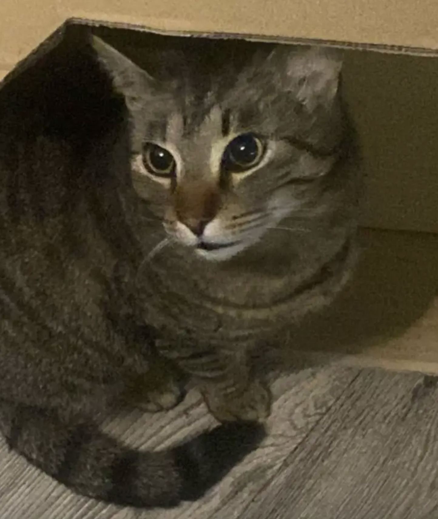 Milos the cat