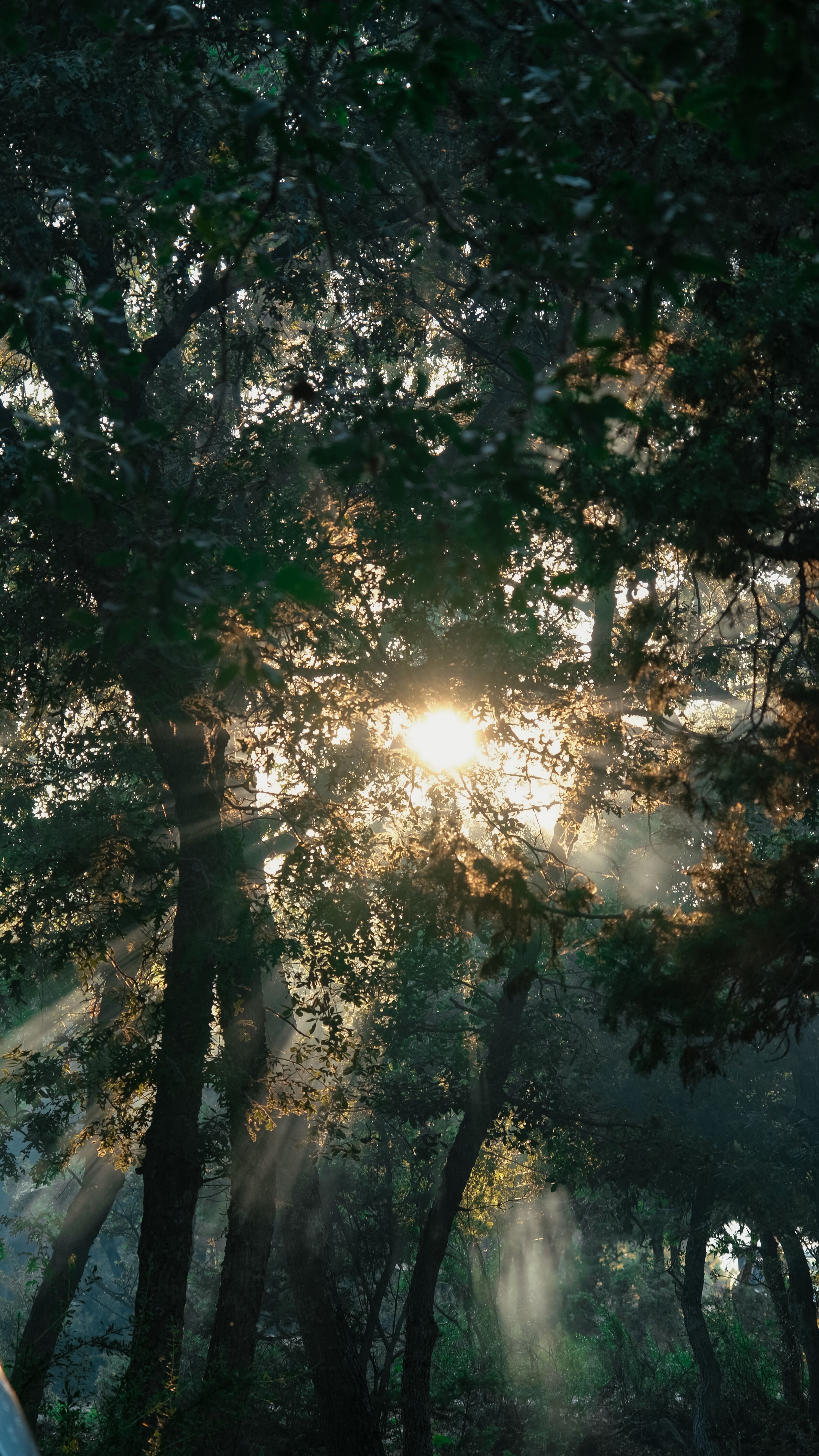 Sunlight through the trees