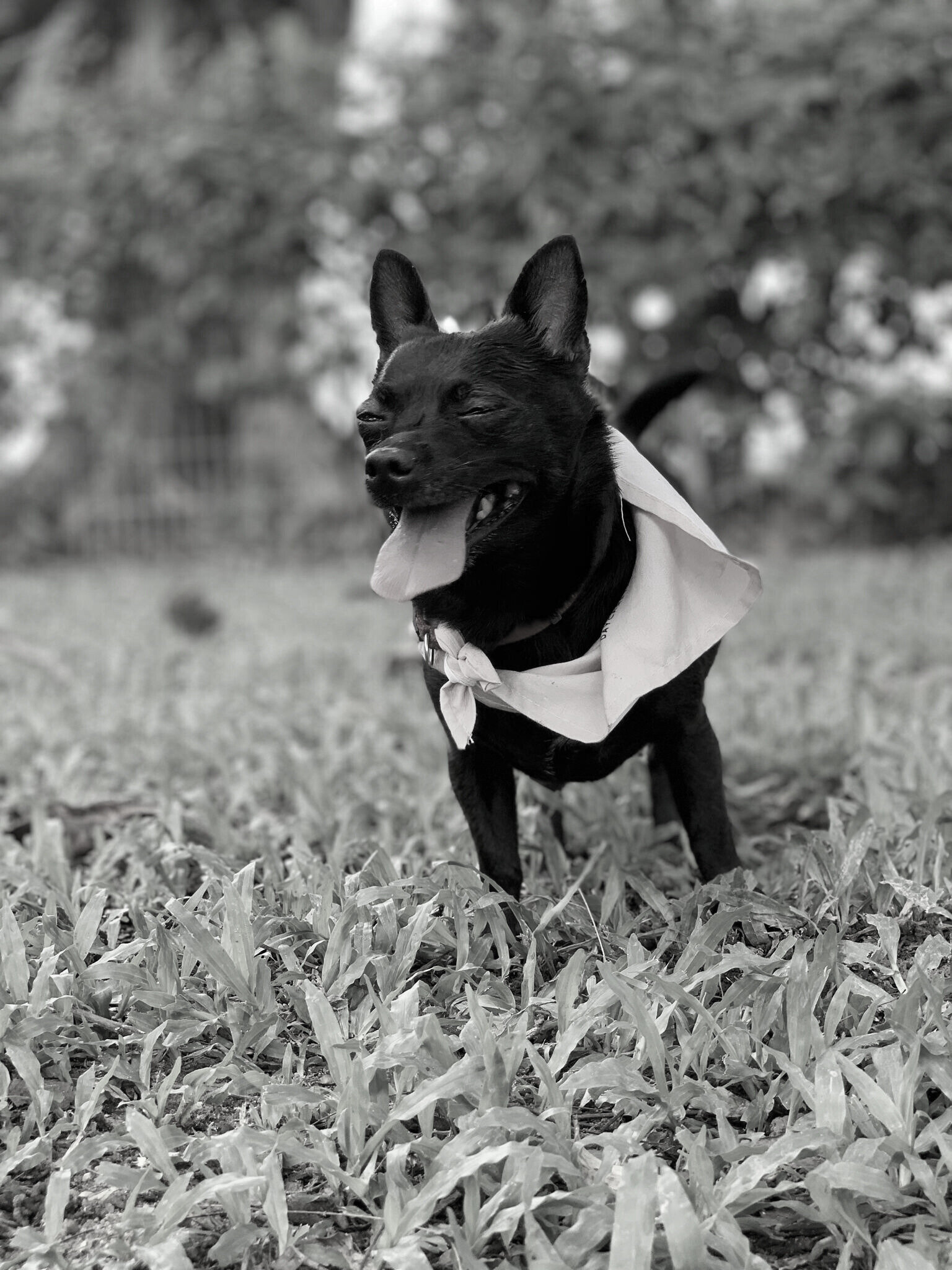 Porsche the chihuahua in black and white
