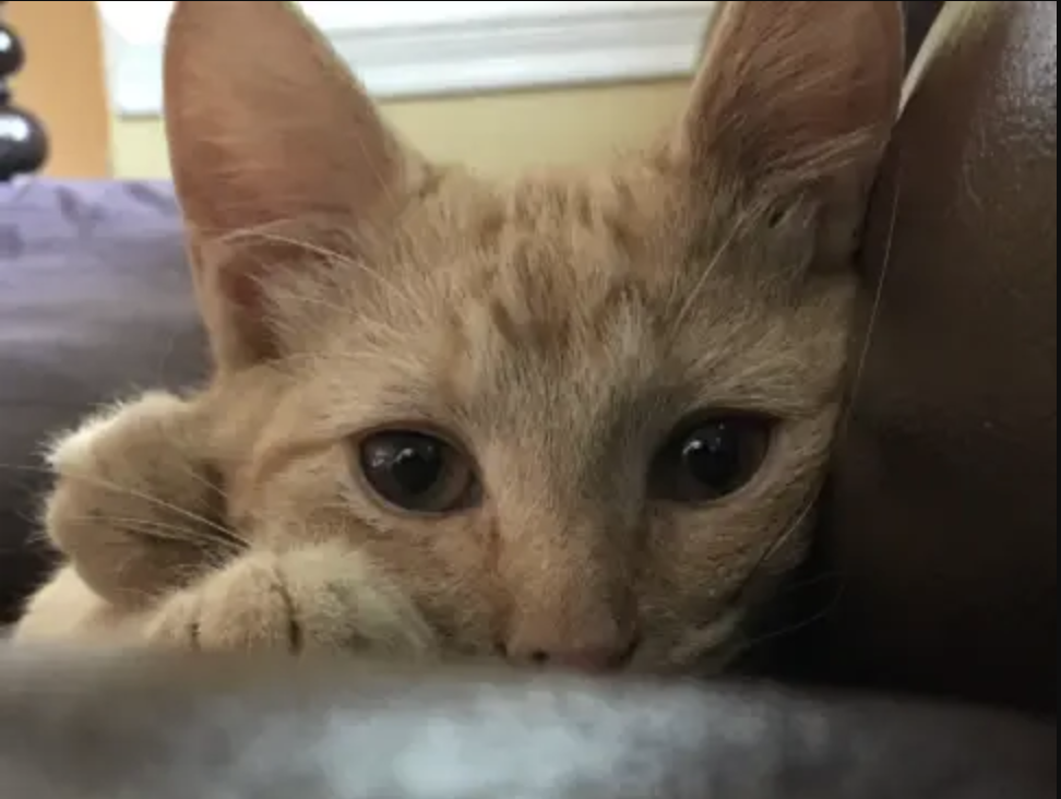 Rufus the cat