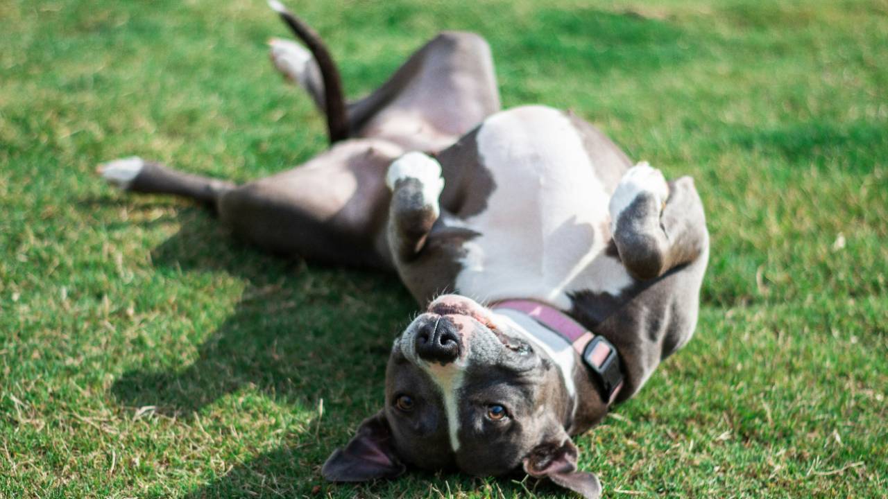 A happy gray and white dog rolling on its back in sunny green grass, paws in the air.