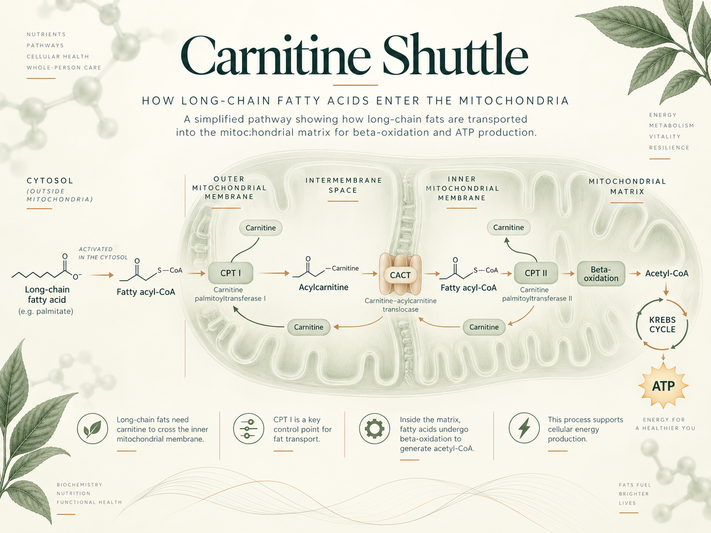 Carnitine shuttle and fatty acid transport into the mitochondria