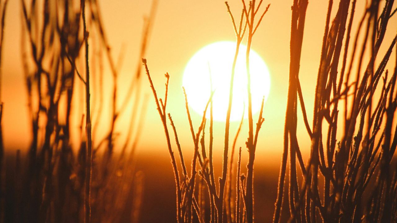 Woman standing in warm natural sunlight with eyes closed, illustrating the healing and restorative effects of safe sun exposure on human health and circadian rhythm.