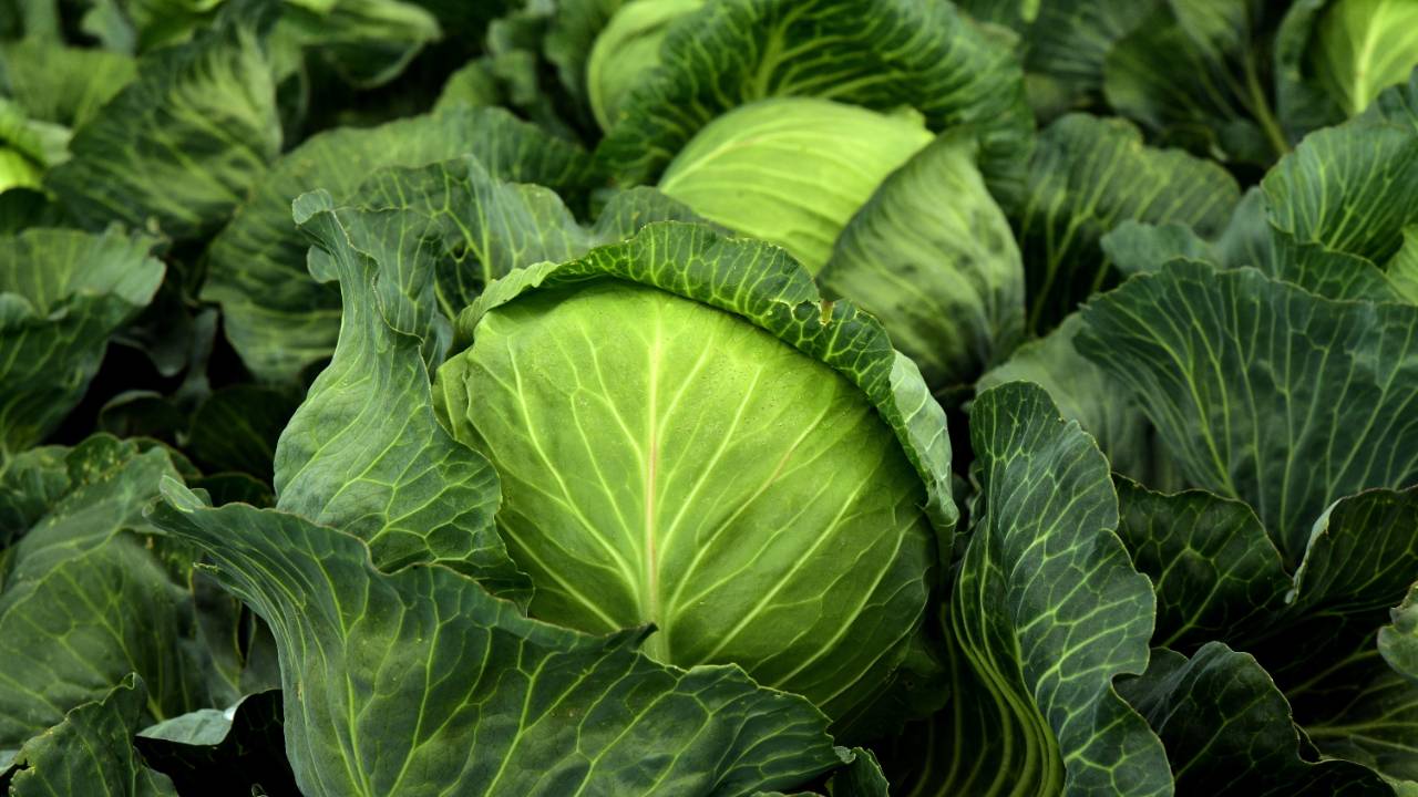 Cabbage rich source of Vitamin D