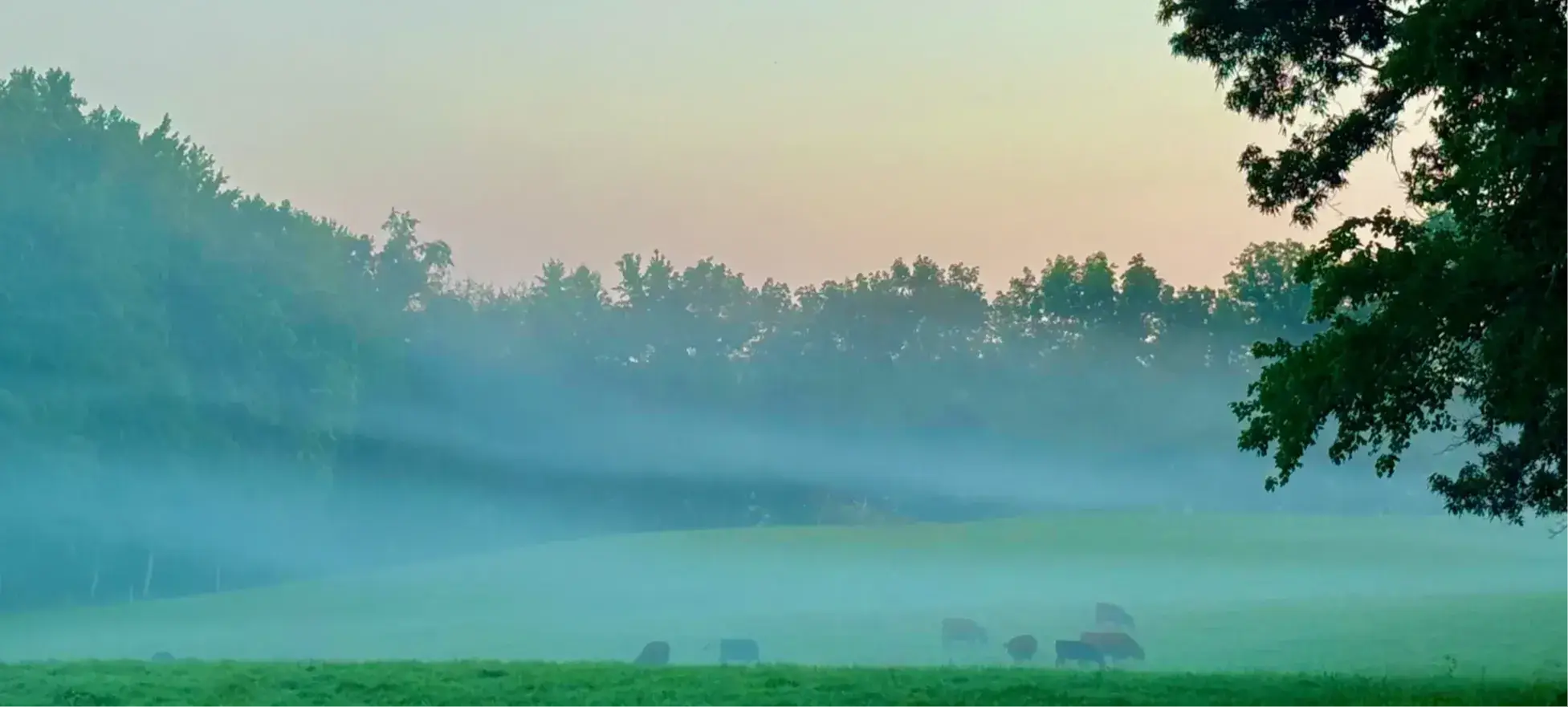 Dexter cattle graze in a mist-covered meadow at dawn at Mountain Heritage Farm.