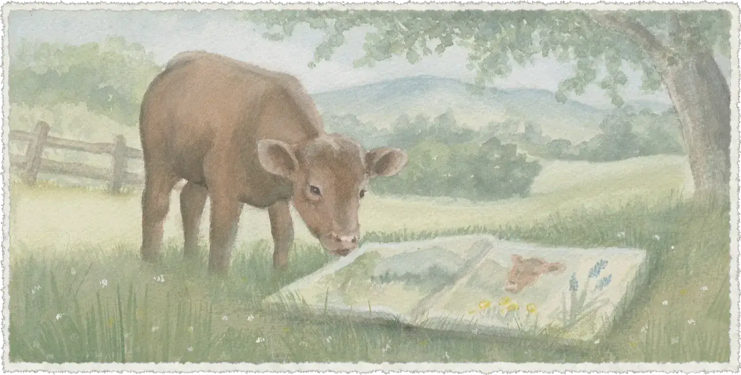 Hand-painted watercolor of a red Dexter calf inspecting a watercolor painting lying in the grass.