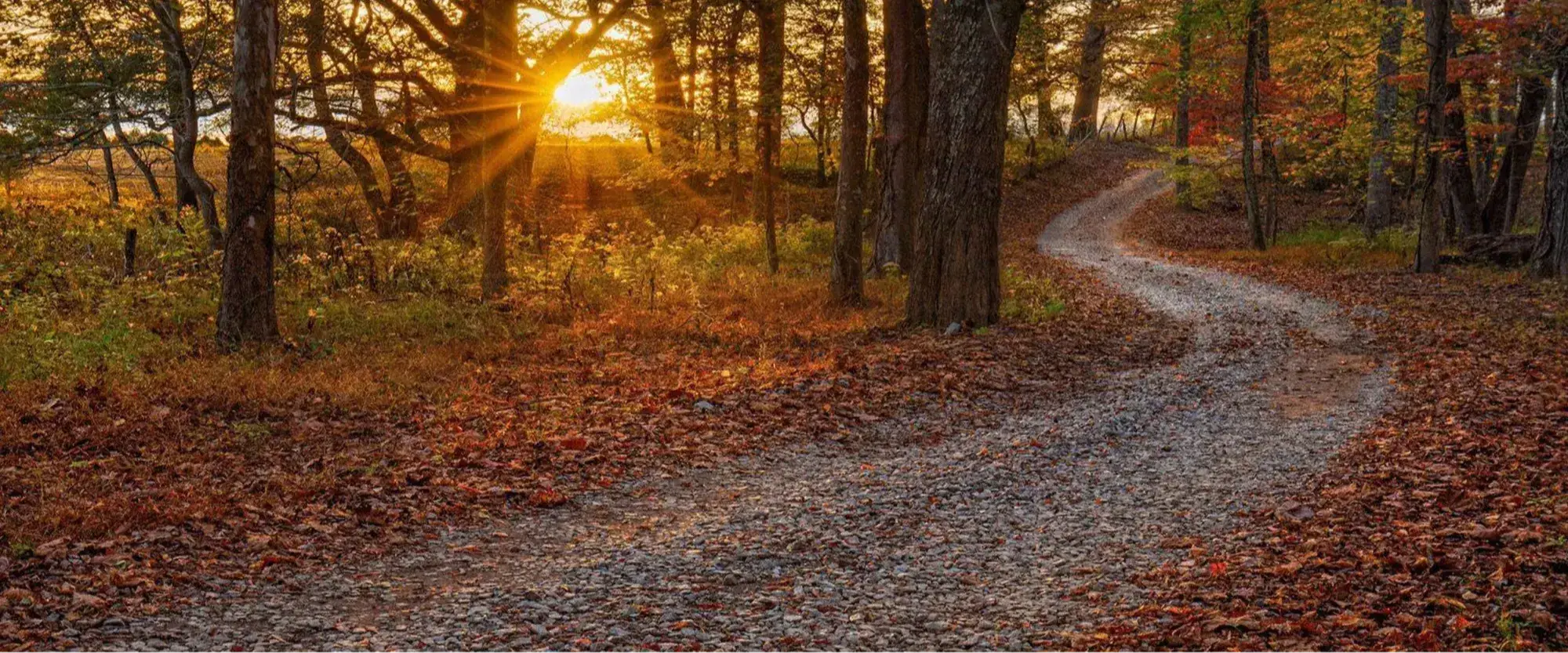 A gravel driveway curves through autumn woods as sunlight filters through the trees at Mountain Heritage Farm.