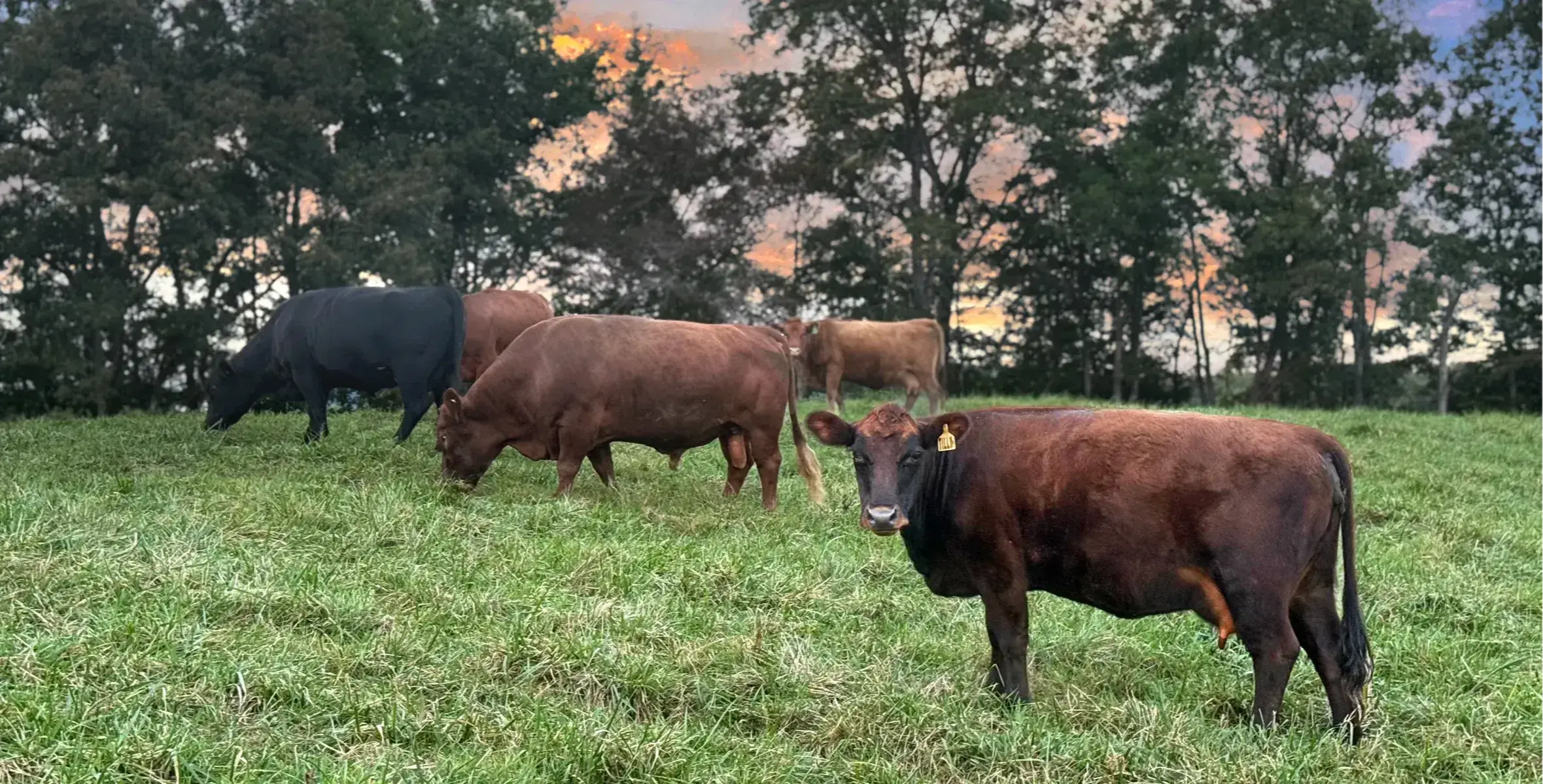 Several Dexter cattle graze in a green meadow at sunset while one red cow looks toward the camera.