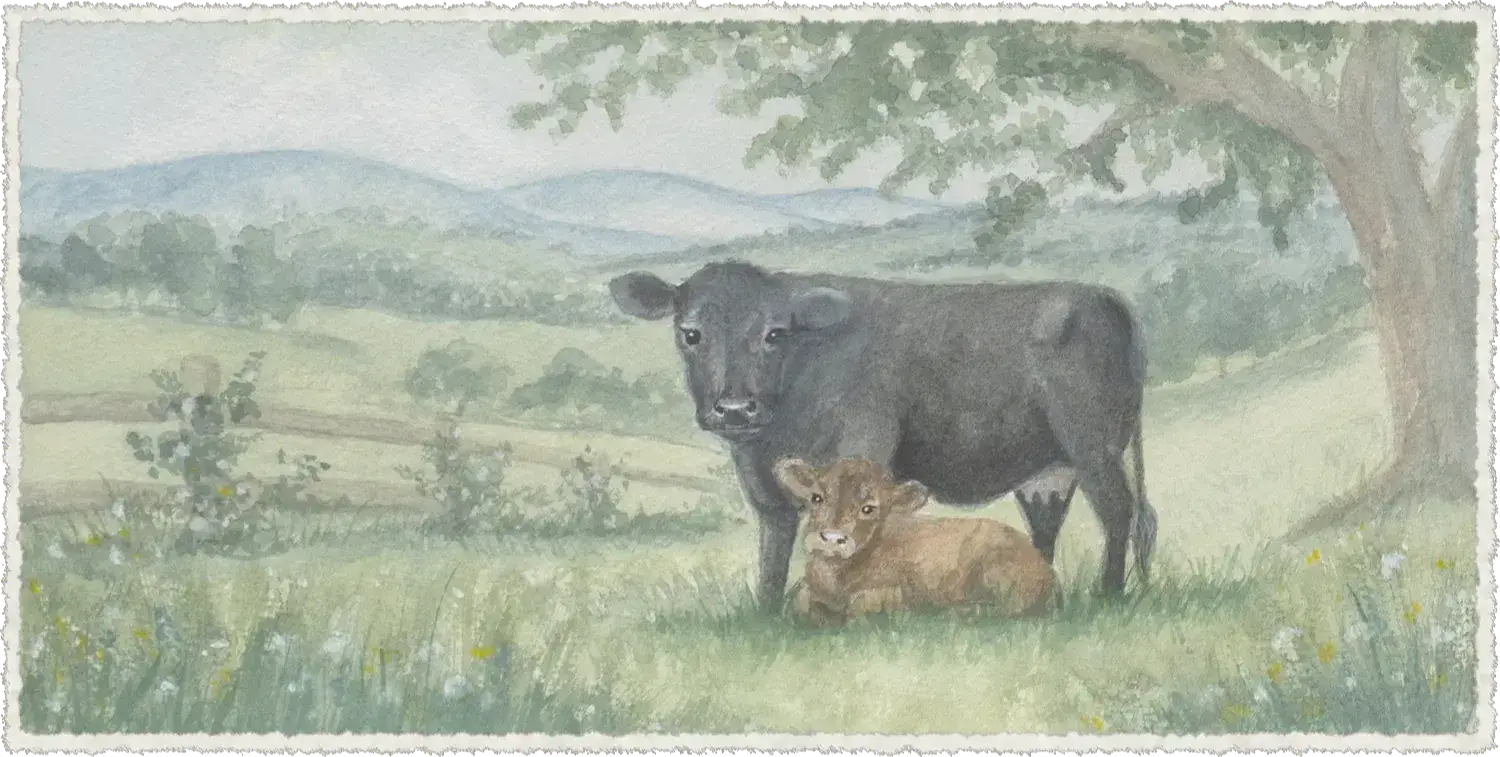 Hand-painted watercolor of a black Dexter cow standing protectively beside her resting red calf in an Appalachian pasture.