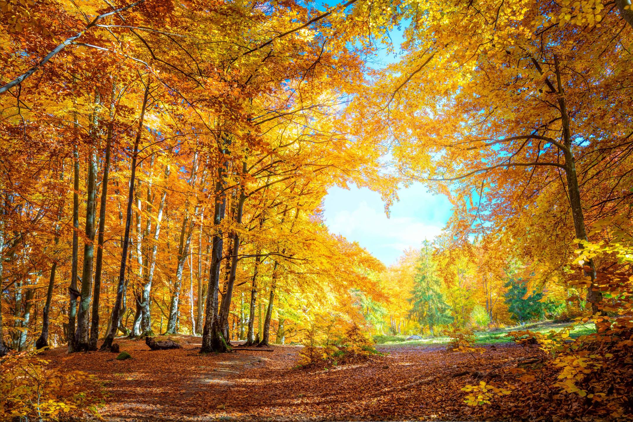 Golden autumn forest โ the fall season to reset