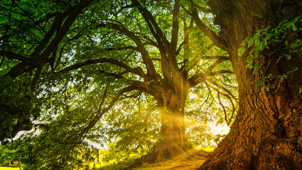 ancient trees with sunlight streaming through