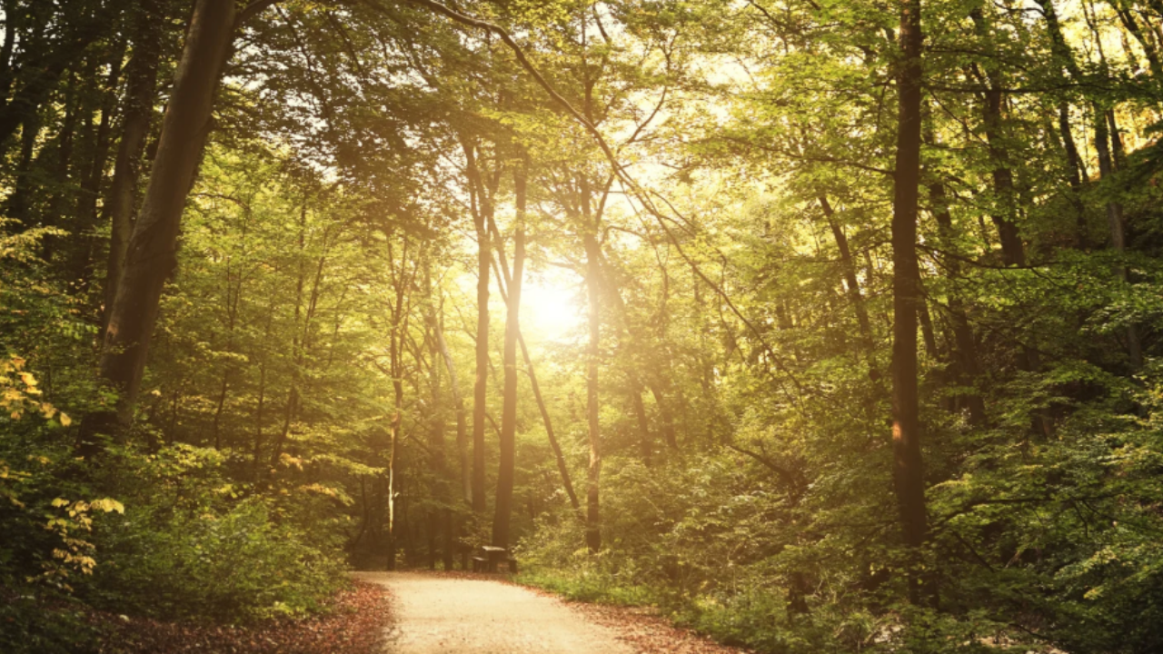 A serene winding path through sunlit trees, reflecting the journey of parent coaching, growth, and moving FORWARD.