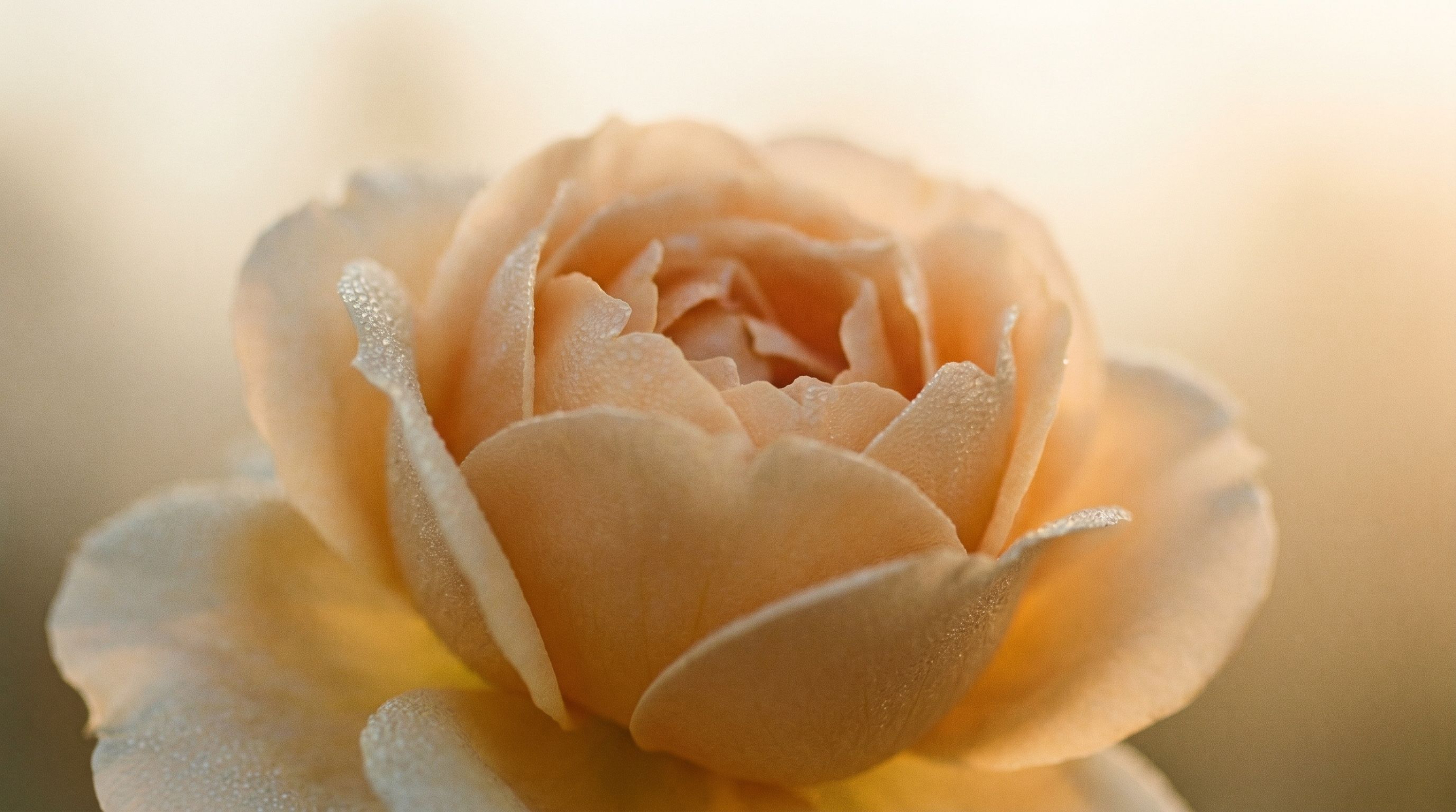 a rose opening in golden light