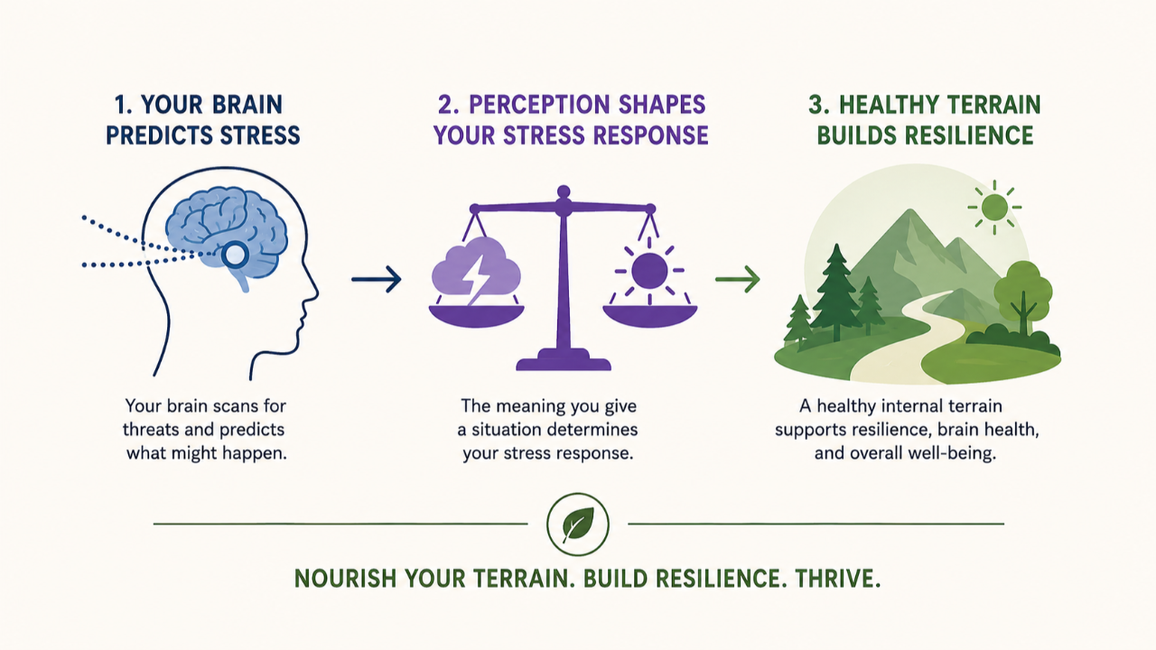 Infographic showing how the brain predicts stress, how perception influences the stress response, and how a healthy internal terrain supports resilience, brain health, and overall well-being. Three illustrated panels depict a brain, a balance scale, and a healthy landscape connected by arrows.