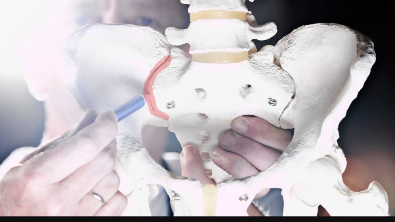 Anatomiczny model miednicy pokazujący staw krzyżowo-biodrowy (SI)