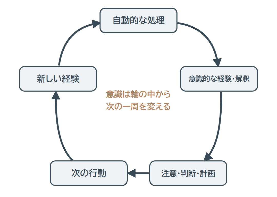 自動的な処理、意識的な経験・解釈、注意・判断・計画、次の行動、新しい経験がめぐる循環の図