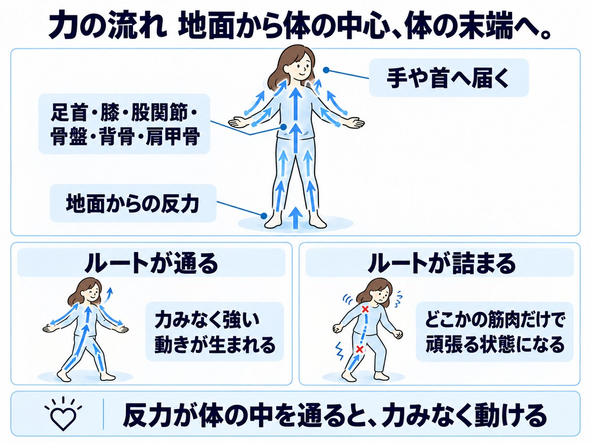 地面からの反力が足首・膝・股関節・骨盤・背骨・肩甲骨を通って手や首へ届く。ルートが通ると力みなく動け、詰まるとどこかの筋肉だけで頑張る状態になる