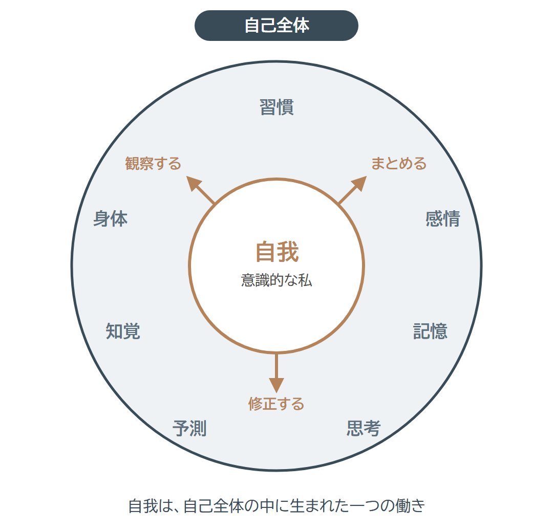 習慣・身体・感情・知覚・記憶・予測・思考からなる自己全体の中に、観察し、まとめ、修正する働きとしての自我がある図