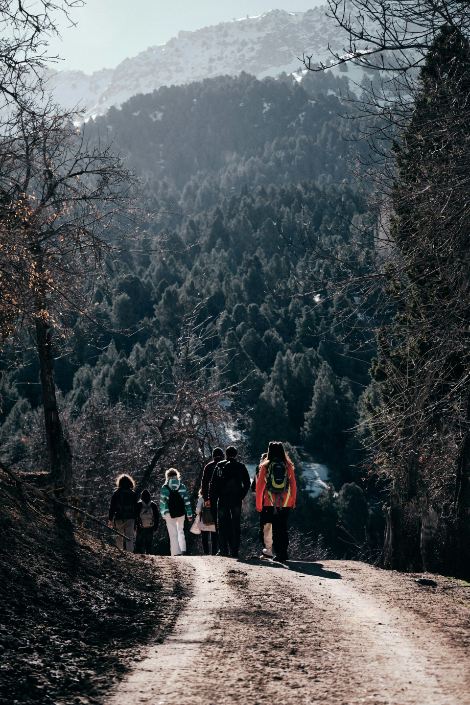 Group of people walking away down a dirt road through a forest