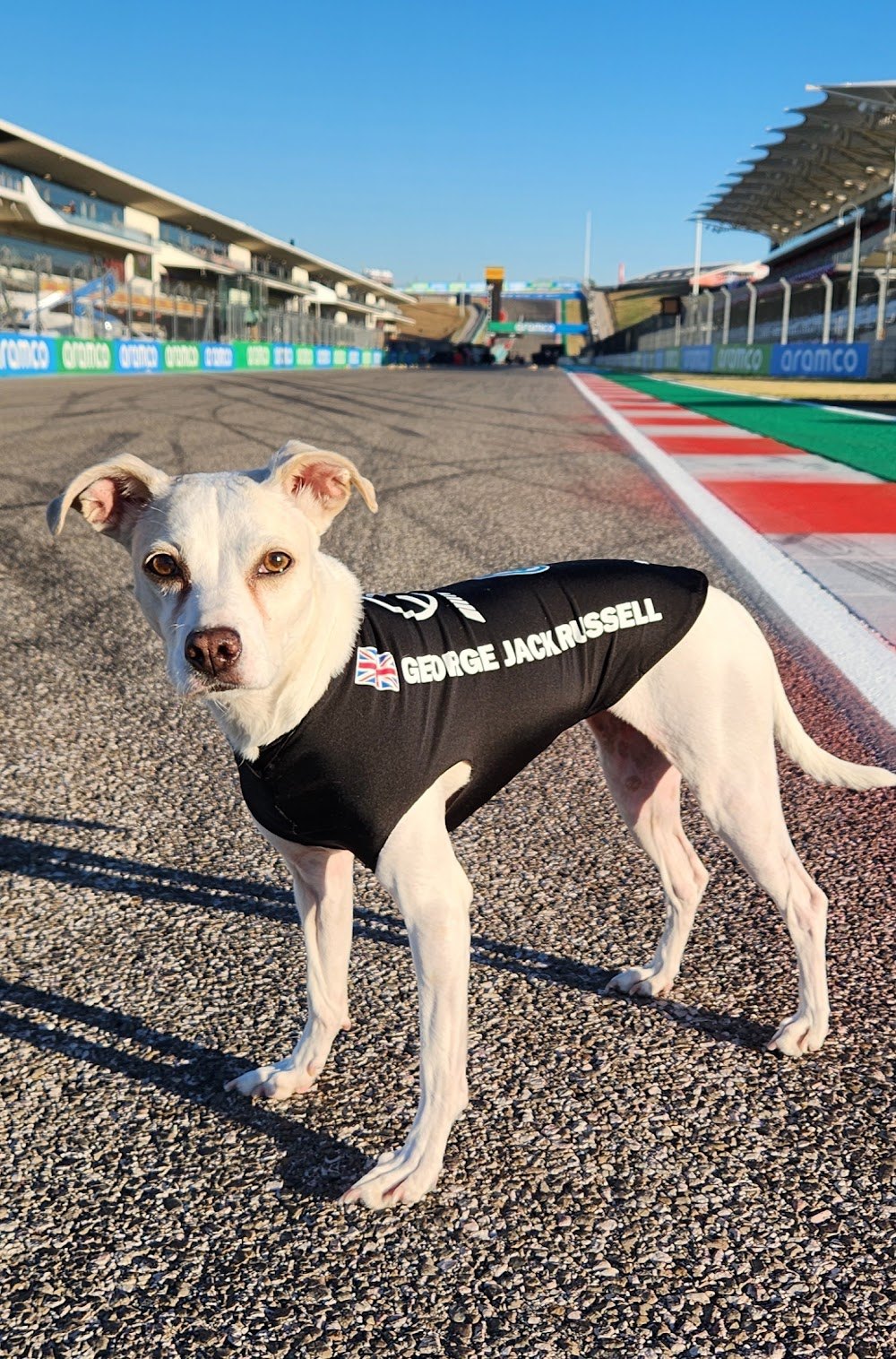 George Jack Russell, a rescue dog on the Dogs of F1 team from The Canine Stars