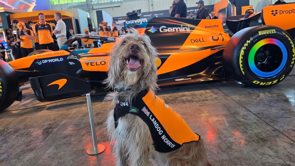 Landog Norris, a rescue dog on the Dogs of F1 team from The Canine Stars