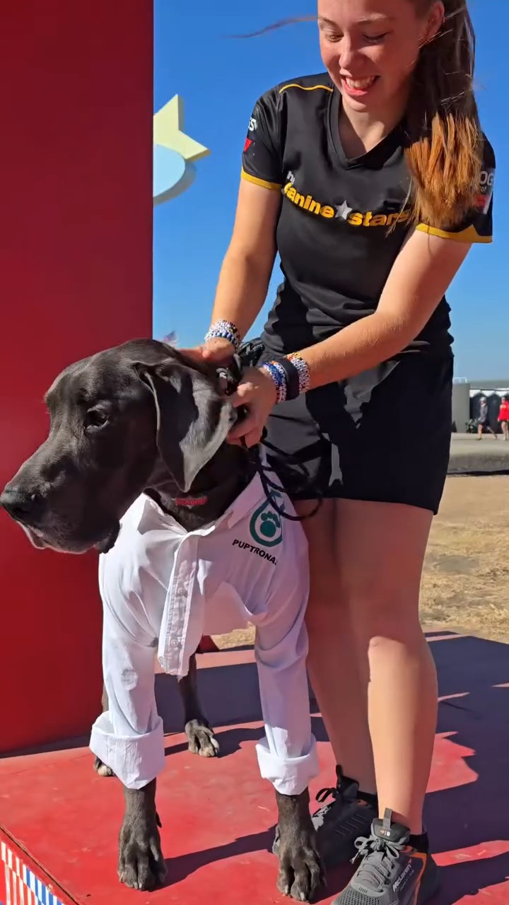 Toto Woof, a rescue dog on the Dogs of F1 team from The Canine Stars