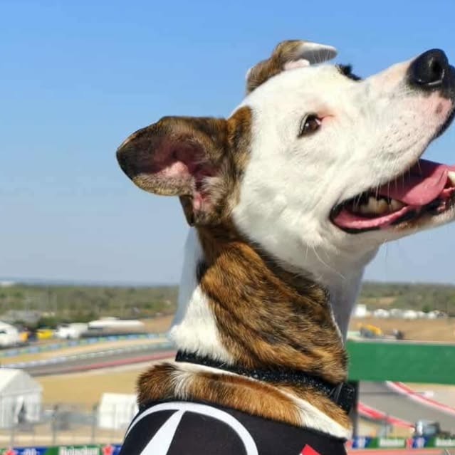 Kimi Puponelli, a rescue dog on the Dogs of F1 team