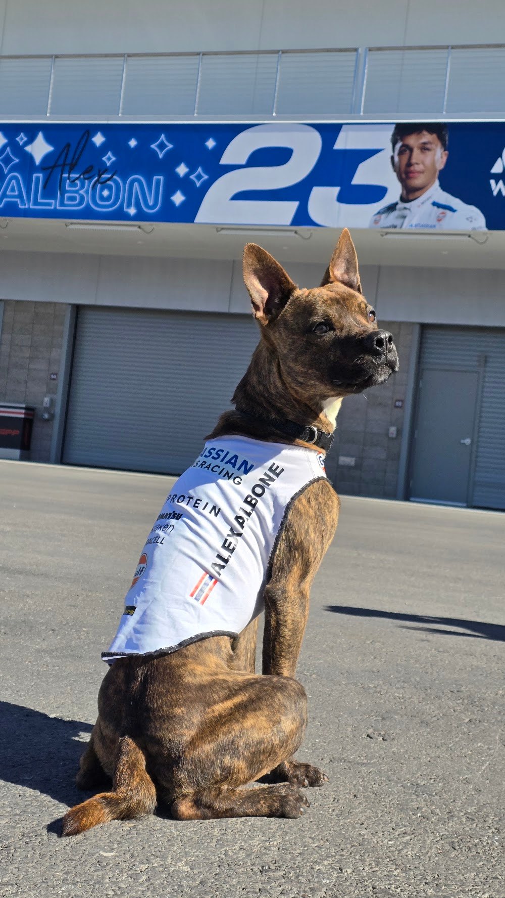 Alex Albone, a rescue dog on the Dogs of F1 team from The Canine Stars