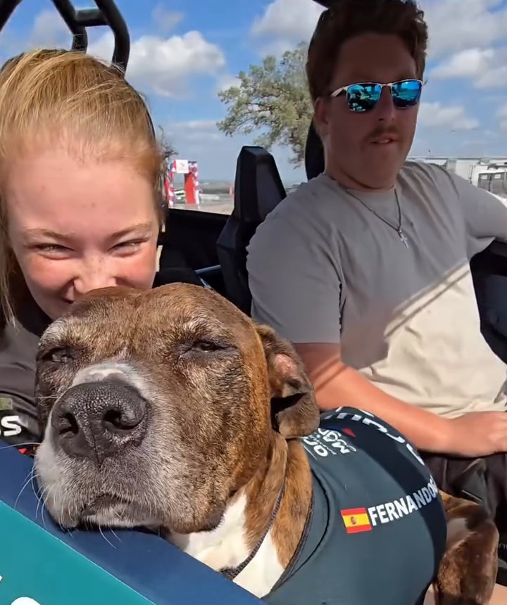 Fernandog Alonso, a rescue dog on the Dogs of F1 team from The Canine Stars