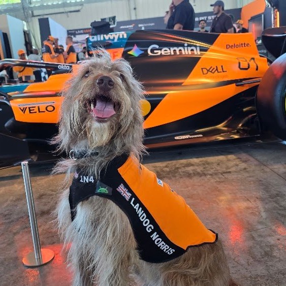 Landog Norris, a rescue dog on the Dogs of F1 team