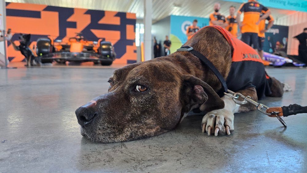 Zak Bark, a rescue dog on the Dogs of F1 team from The Canine Stars