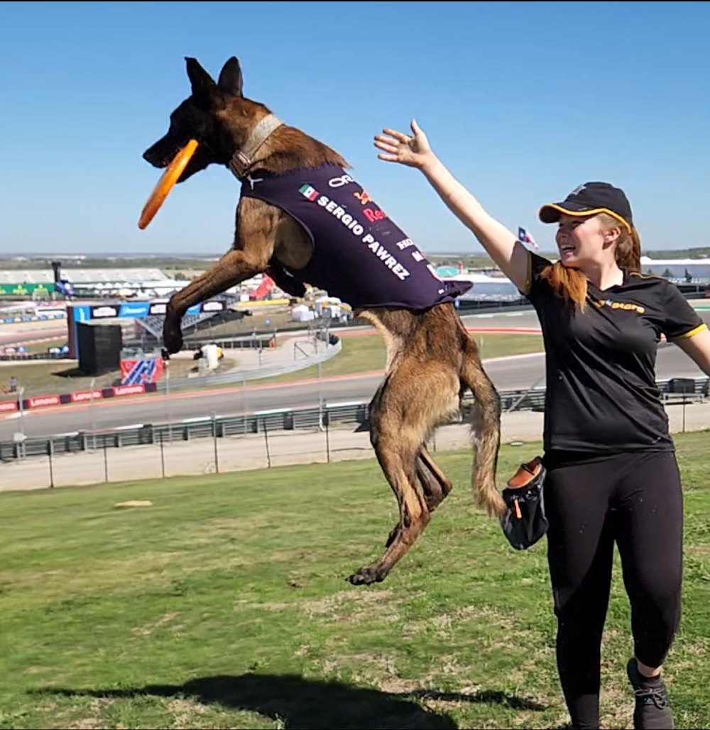Checo Pawrez, a rescue dog on the Dogs of F1 team from The Canine Stars