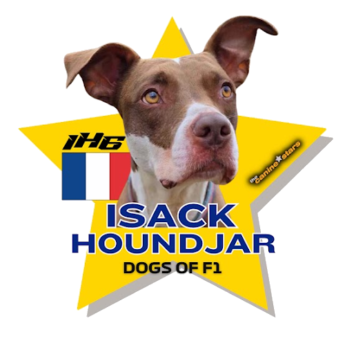 Isack Houndjar, a rescue dog on the Dogs of F1 team from The Canine Stars