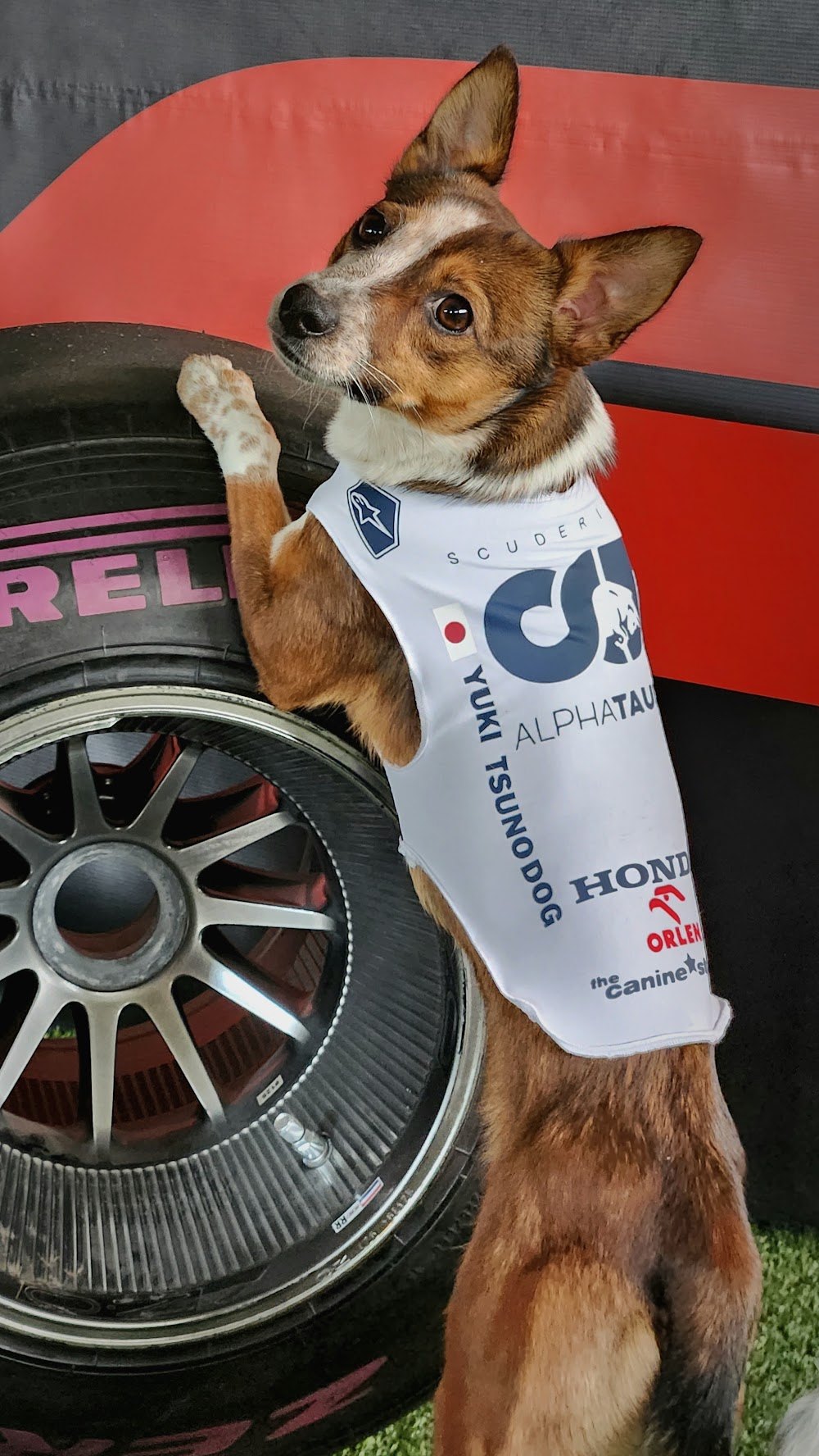 Yuki Tsunodog, a rescue dog on the Dogs of F1 team from The Canine Stars