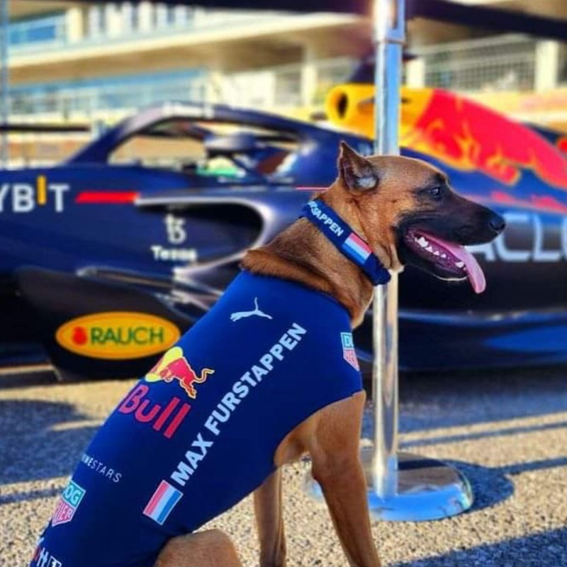 Max Furstappen, a rescue dog on the Dogs of F1 team