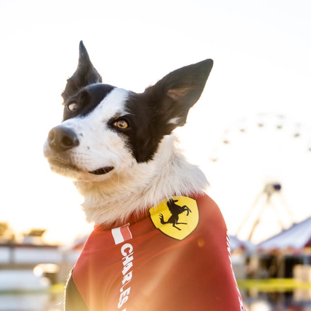 Charles Lecanine, a rescue dog on the Dogs of F1 team from The Canine Stars