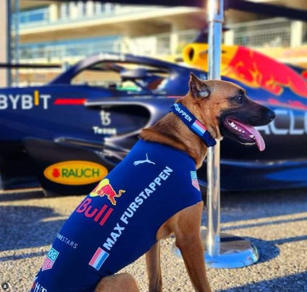 Max Furstappen, a rescue dog on the Dogs of F1 team from The Canine Stars