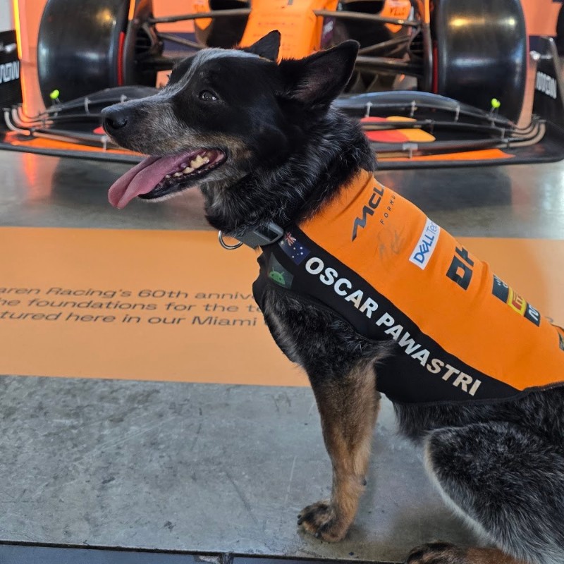 Oscar Pawastri, a rescue dog on the Dogs of F1 team