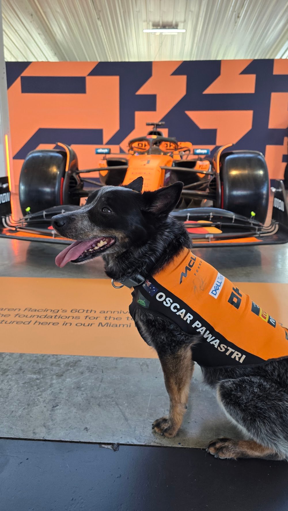 Oscar Pawastri, a rescue dog on the Dogs of F1 team from The Canine Stars