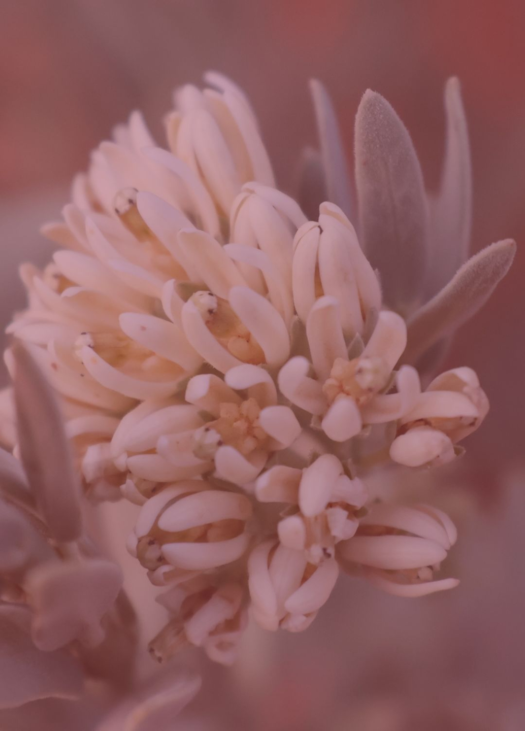 Opening flower blossoms symbolizing the unfurling of erotic intelligence and authentic expression.