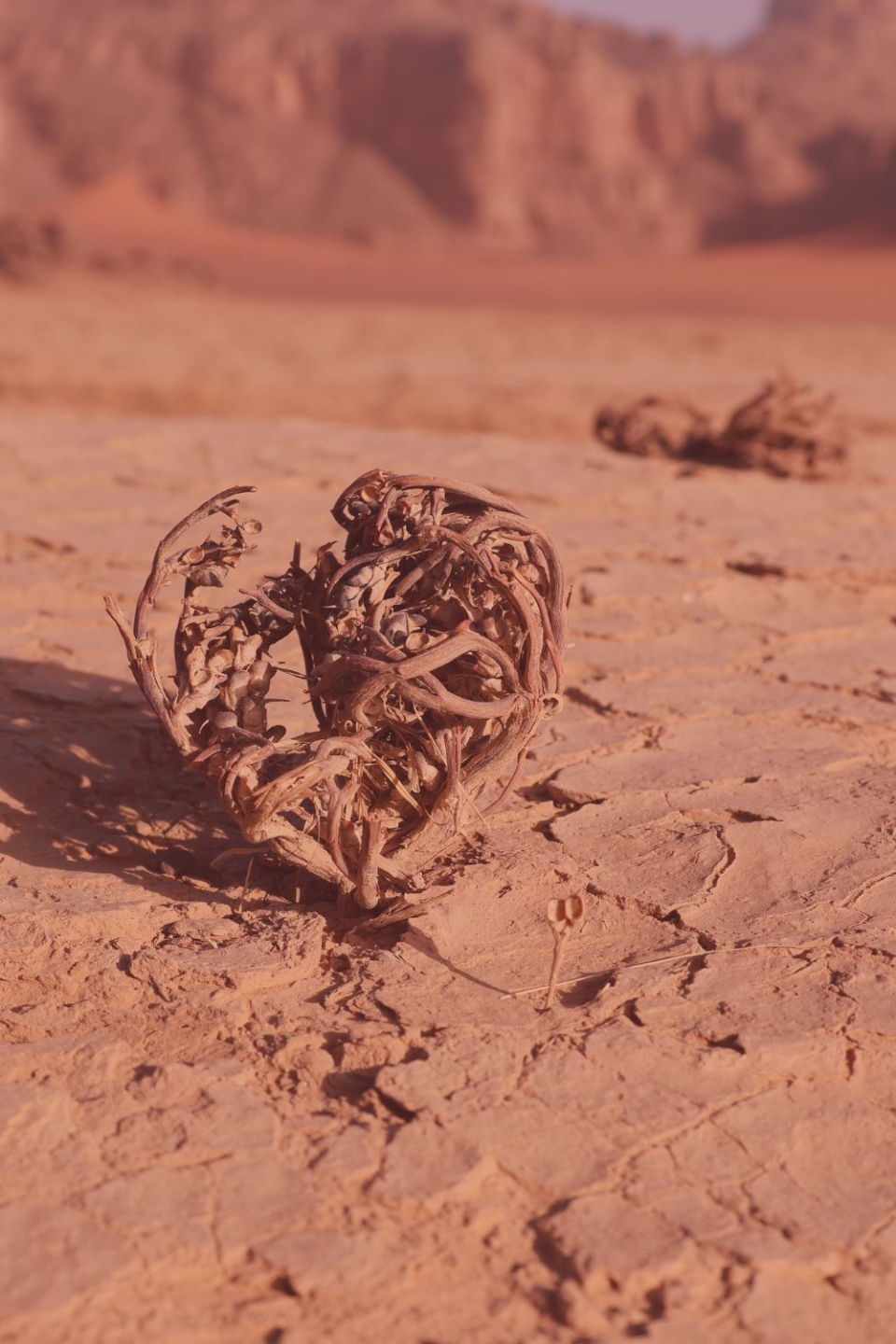 Dried Jericho rose on arid desert ground, symbolizing resilience, the potential to turn your heart back on , and and reclaim aliveness.