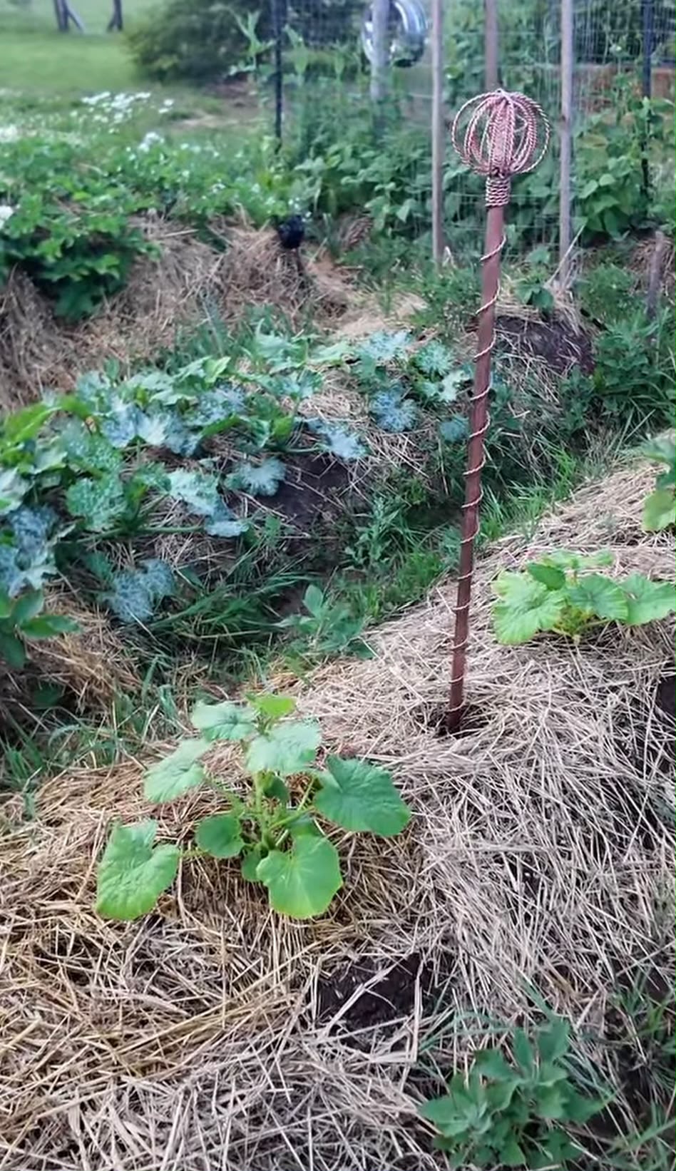 A Homestead Harmonizer Antenna System standing in a mounded garden bed with squash
